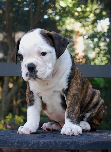 hermes bulldog breed|olde english bulldogge puppy training.